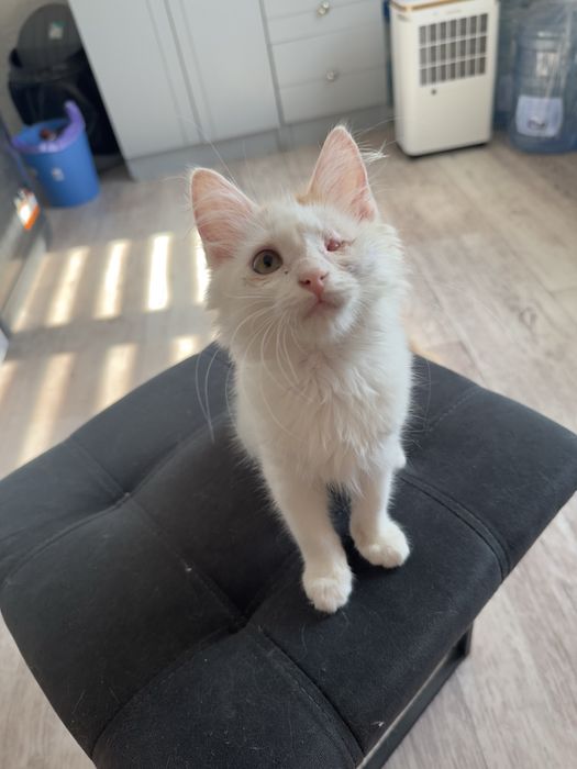 Отдам котёнка в добрые руки
