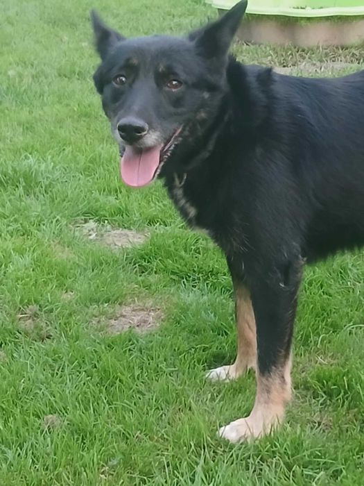 Lusia- piękna sunia szuka domu.