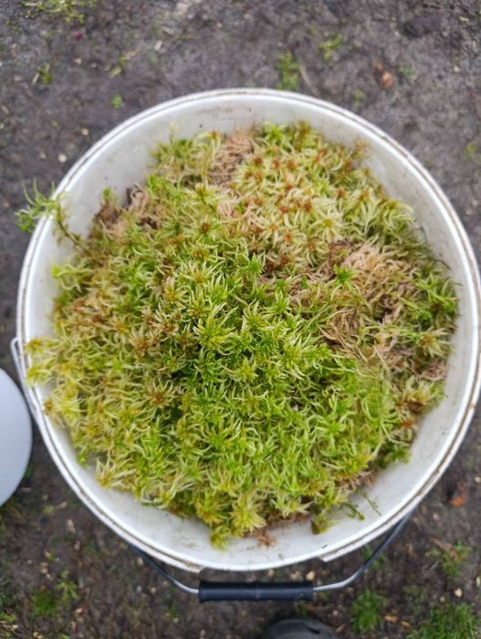 Мох болотяний сфагнум