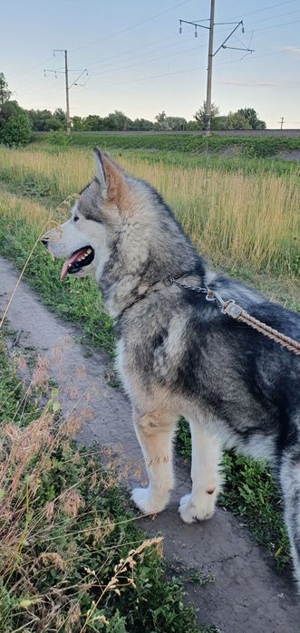 Віддам в добрі руки