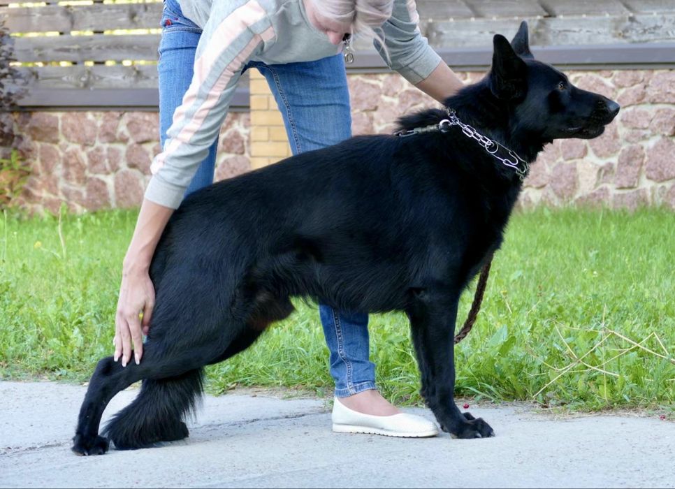 Вязка, кобель черной немецкой овчарки