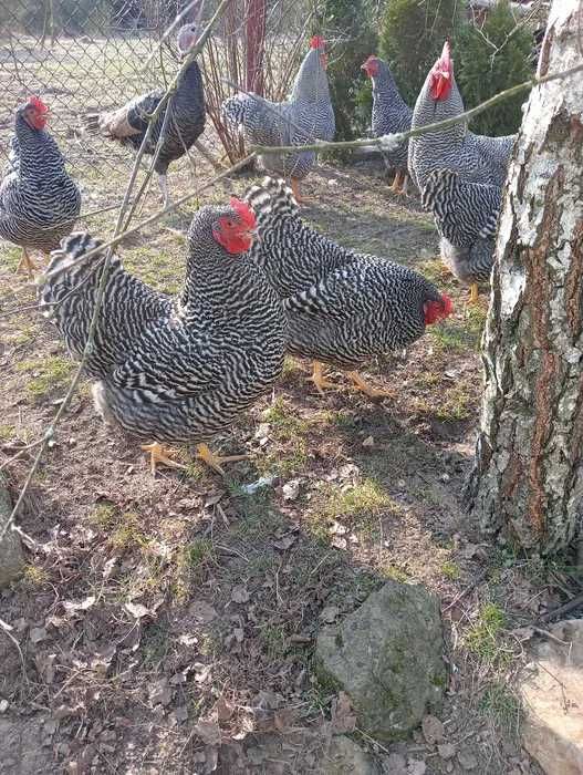 Jaja lęgowe Amrock i Gołoszyjka Olbrzymia