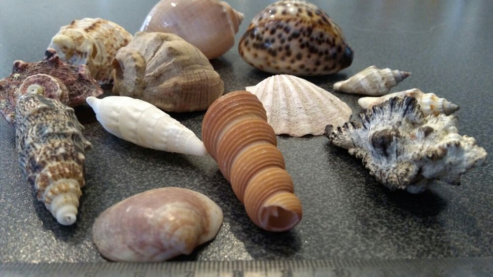Muszle morskie