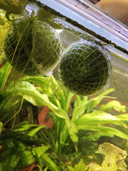 Bola de musgo para aquario ou lago