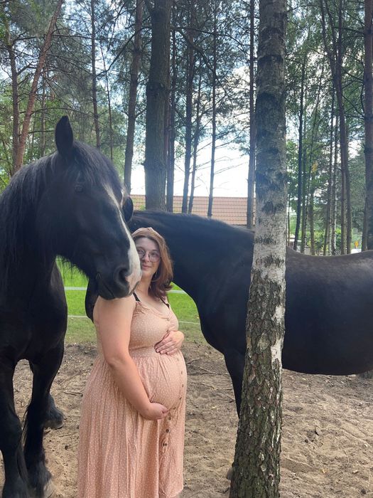 Wałach pół SHIRE 5 lat