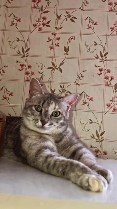 Отдам серую вискасную кошку, стерилизована,  вакцинирована, 8 месяцев