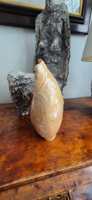 duża muszla morska Cymbium "słoniowa trąba" okazja tanio