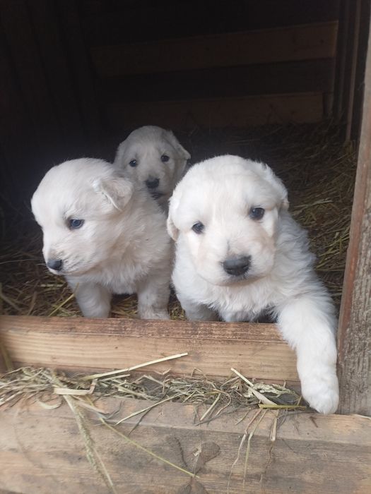 Sprzedam młode owce oraz baranki