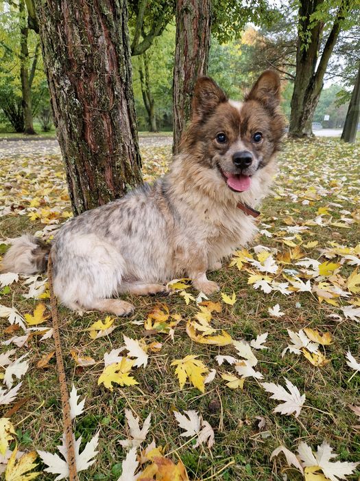 Kolejna zima za kratami i tak od kilku lat. Nikt go nie chce