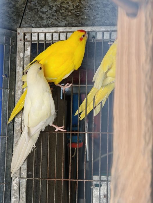 Kakarikis vermelhos e branco
