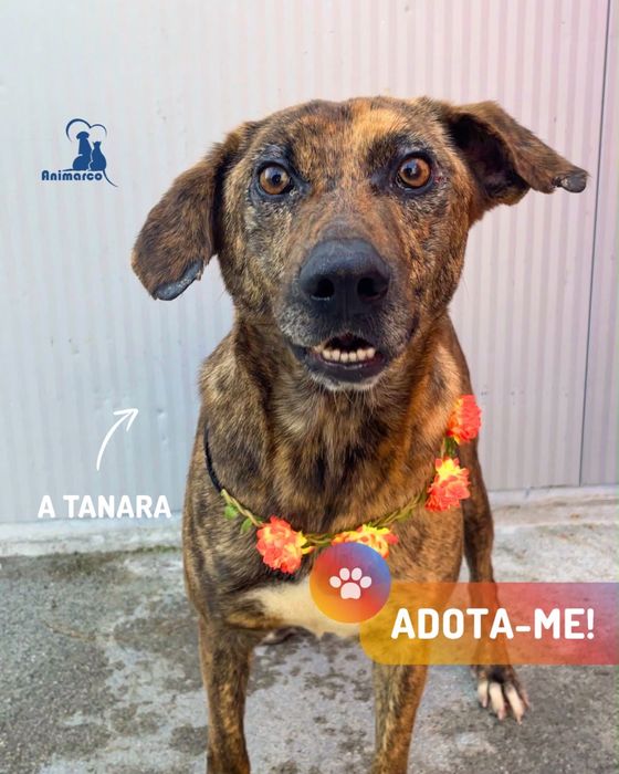Tanara cadela porte medio
