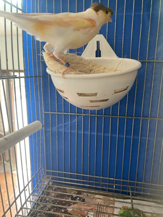 LER DESCRIÇÃO! vendo canarios! e gaiolas, dispenso tudo !