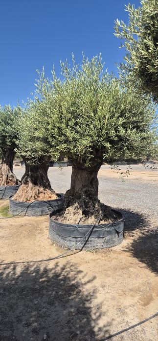 Drzewo oliwne różne rozmiary.  Yucca rostrata.  Trachycarpus fortunei