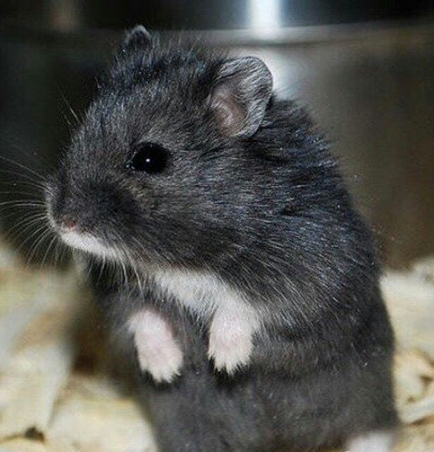 Джунгарский хомяк (хомячата ) голубого, чёрного, бежевого окрас