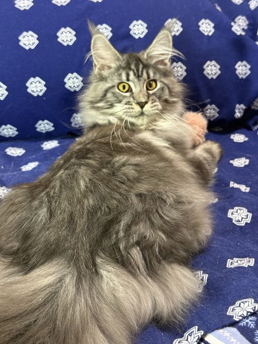 Котенок мейн кун девочка.Праздничная скидка!!!