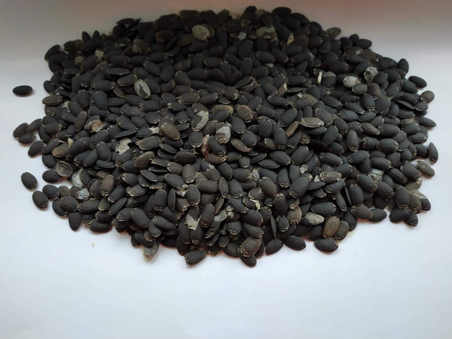 Люффа (мочалка) семена, насіння