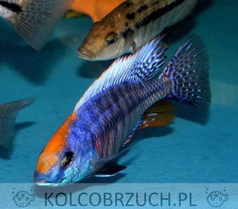 Protomelas spilonotus Mara Rocks - dowóz, wysyłka