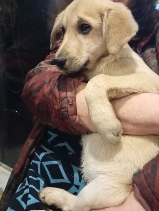 Щенки в добрые руки