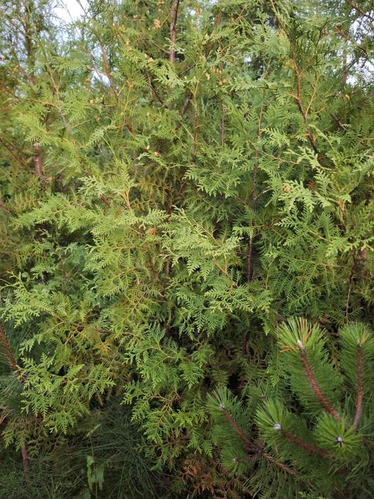 Thuja kolumnowa żywopłot
