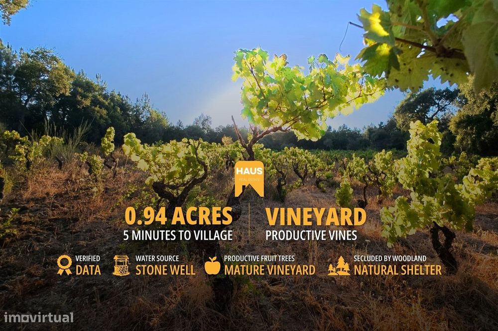 Terreno com Vinha e Poço em Granito | Salgueiro do Campo