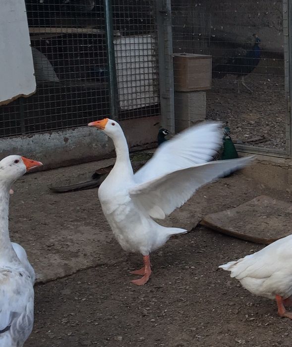 Gansos de várias raças.