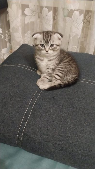 Продаються шотландські кошенята