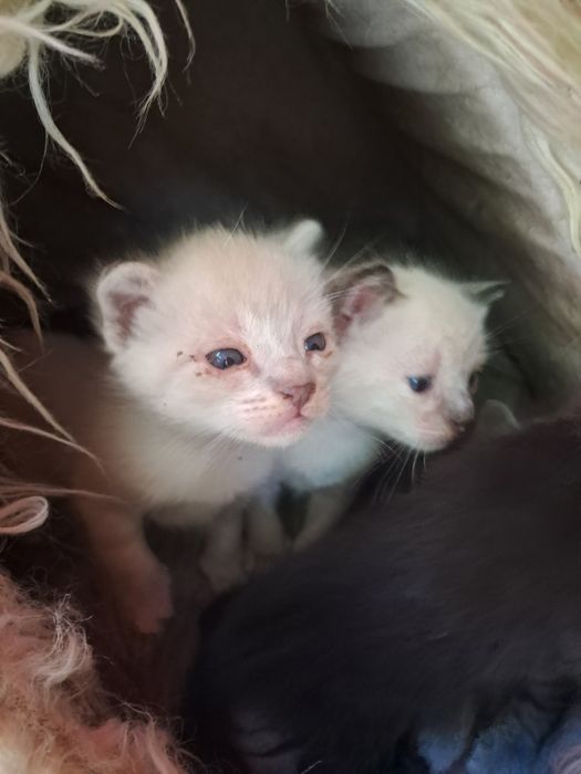 Gatinhos bebé para adoção