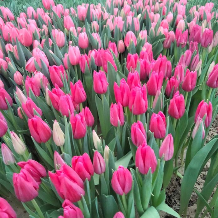 Тюльпан роздріб опт