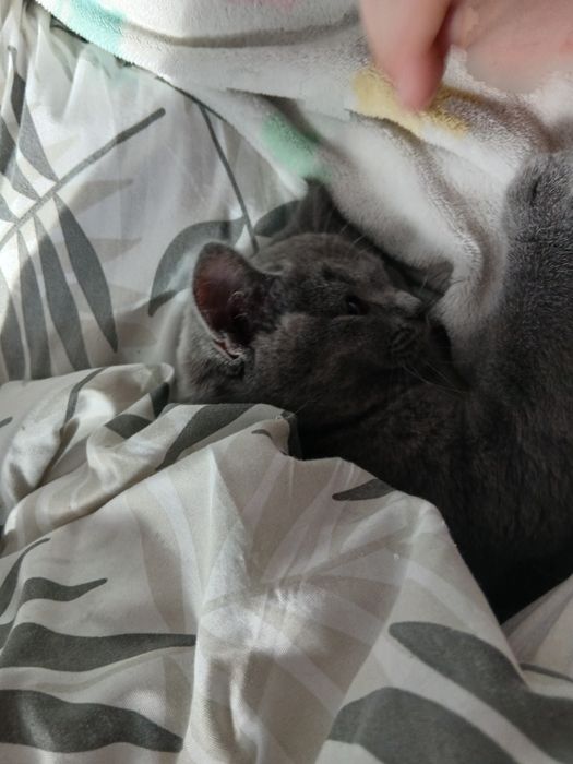 Sprzedam kotke brytyjską