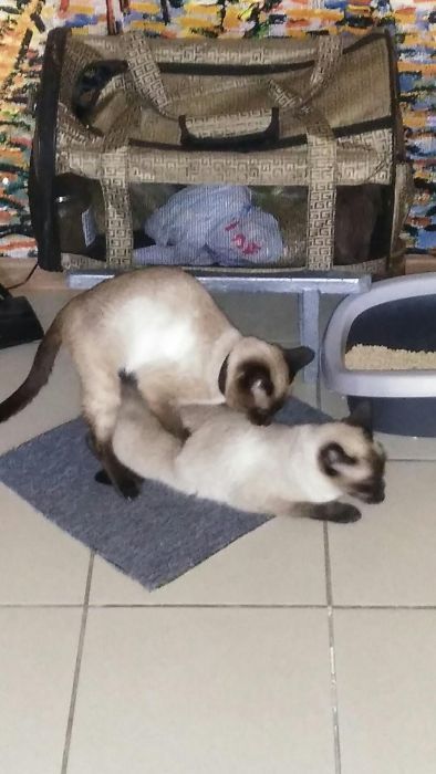Вязка тайского кота