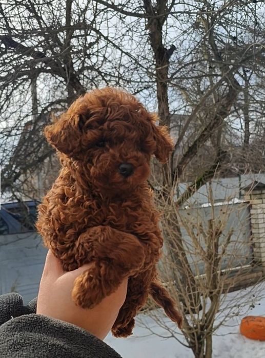 Малиш той пудель, мінні,Ред браун Насичений