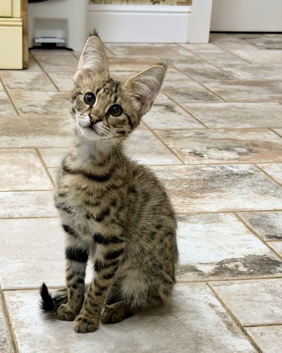 Саванна F 1, красавчик для  дома