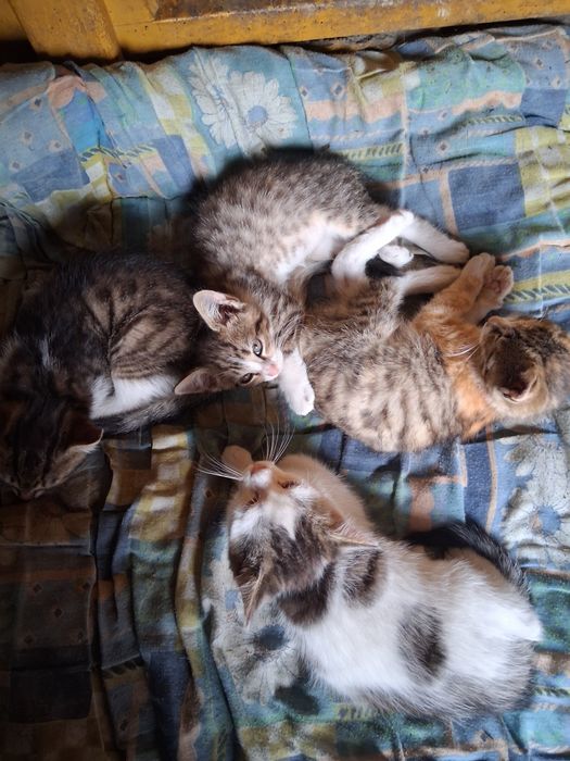 4 kotki do oddania