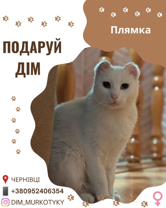 Кішка Плямка шукає дім