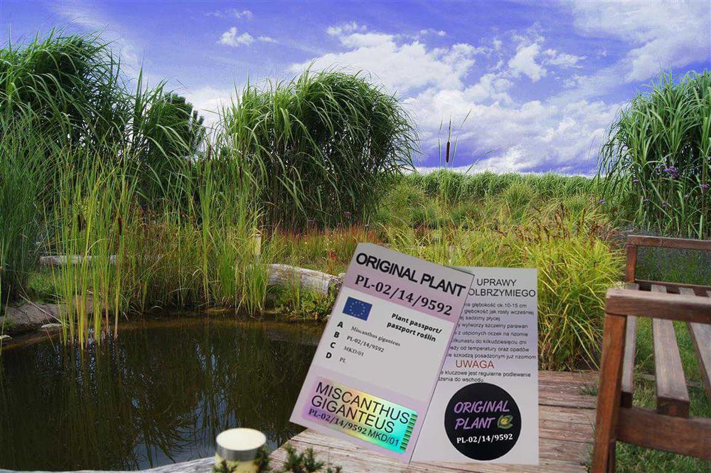 Miskant Olbrzymi-Giganteus.na żywopłot-ORYGINALNY! Duża karpa XXX!!!