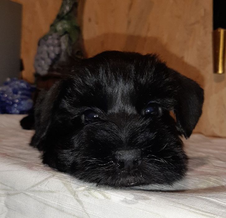 Нам три месяца..