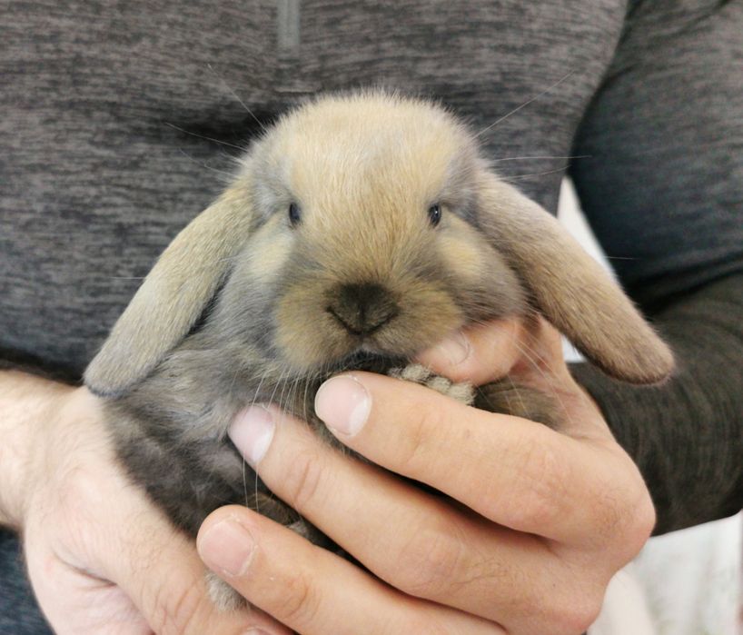 Coelhos anões mini Lop(orelhudos) muito dóceis, KIT completo