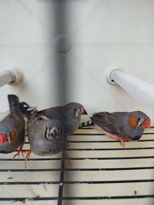 Vários mandarins novos