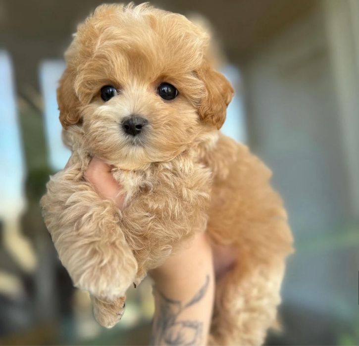 Мальтіпу дівчинка