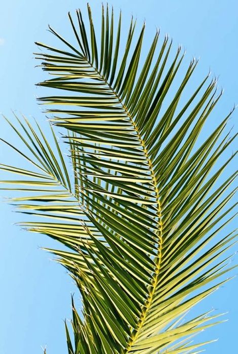 Folhas de palmeira