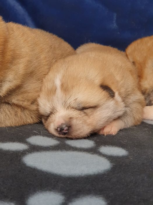 Щенки акита ину, японская акита