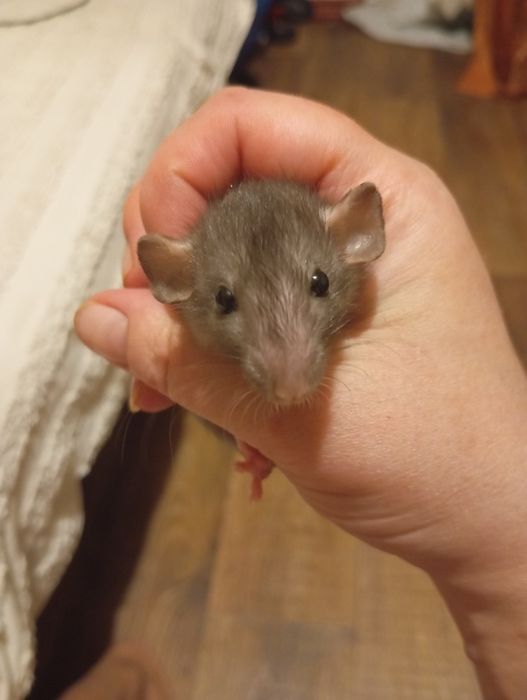 Криси, пацюки, щури