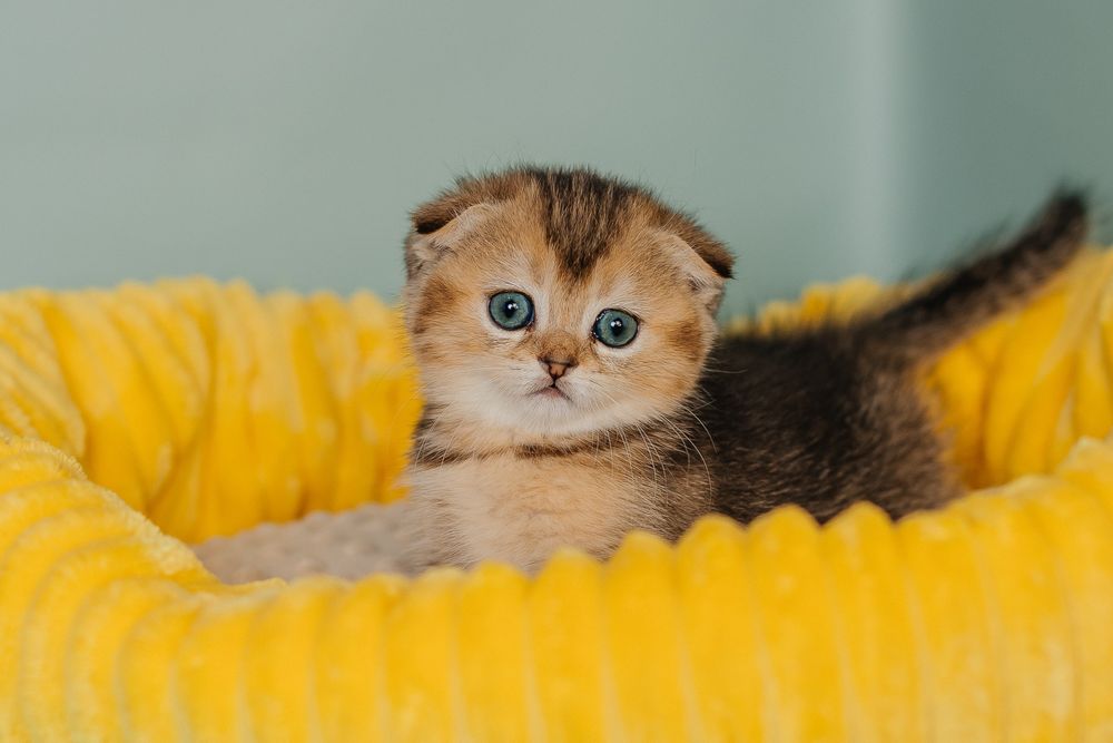 Шотландские котята
