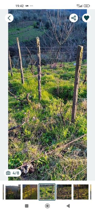 Vinhas com uvas de qualidade e árvores de fruta  vila real