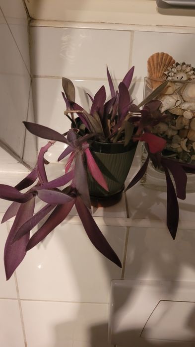 Kwiaty doniczkowe