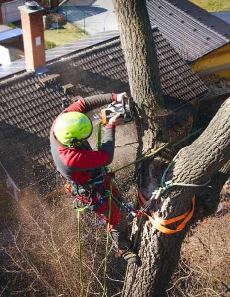 Wycinka drzew,drwal ,arborysta