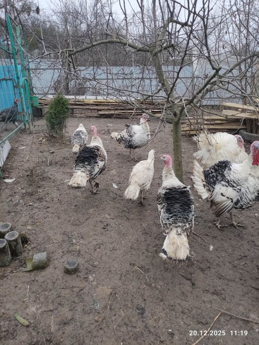 Інкубаційні яйця індиків 18 грн/шт