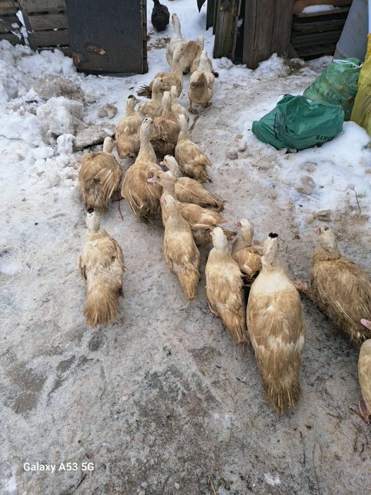 spszedam kaczki  drze