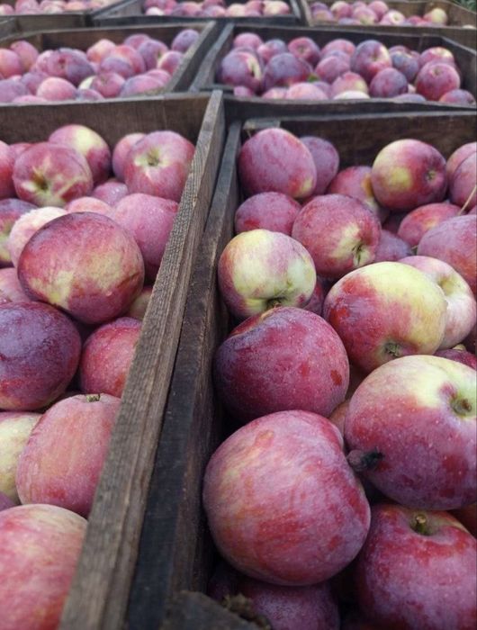 Смачні домашні яблука та груші