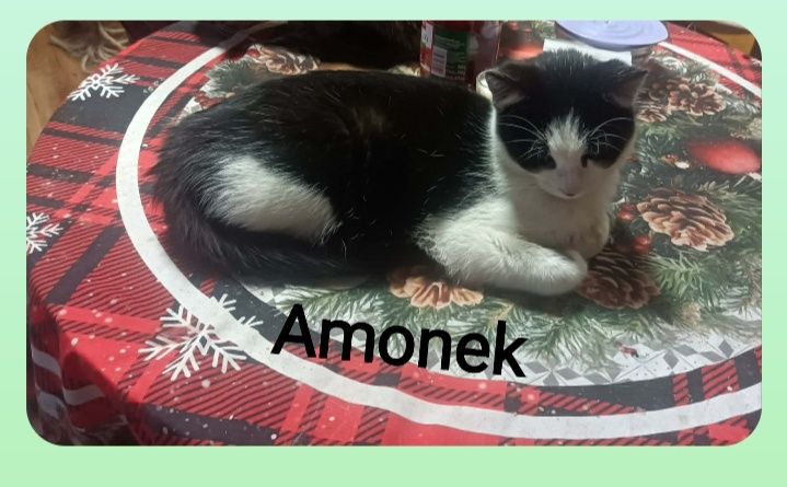 Kociaczki do Adopcji